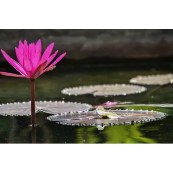 Pink Lotus Plant